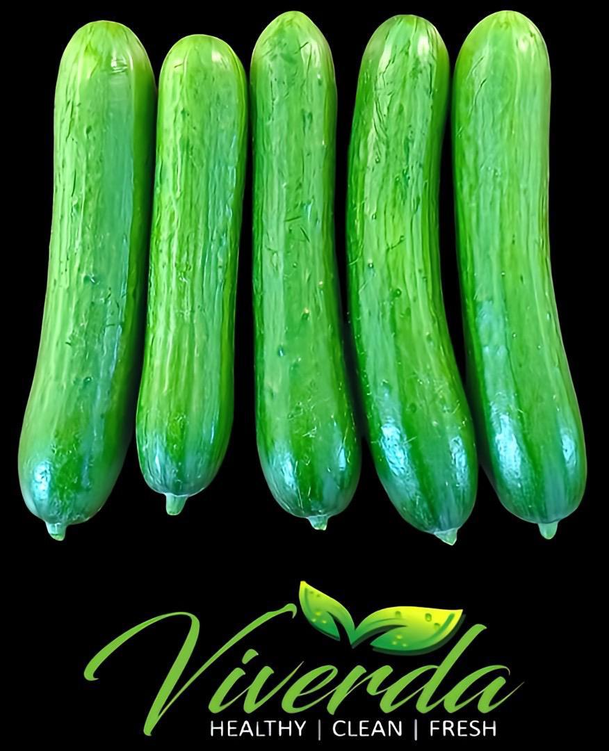 Cucumber