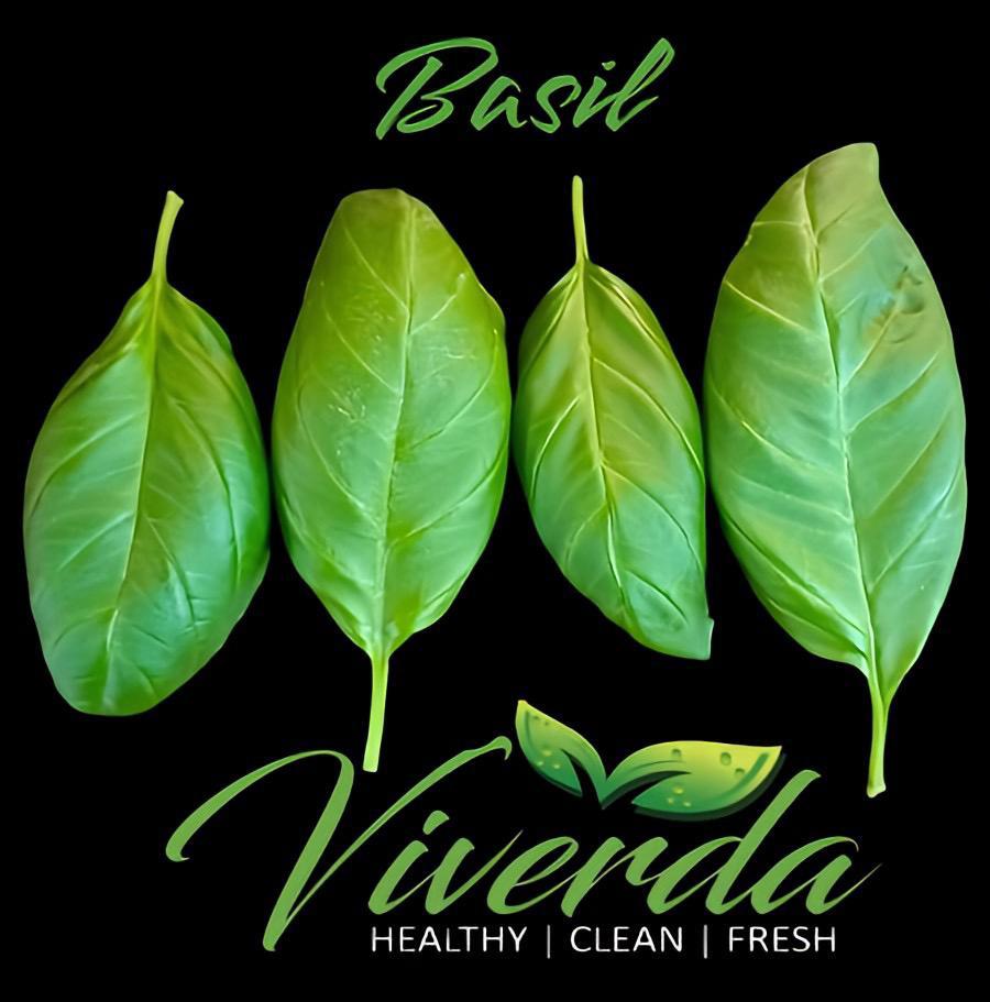 Basil