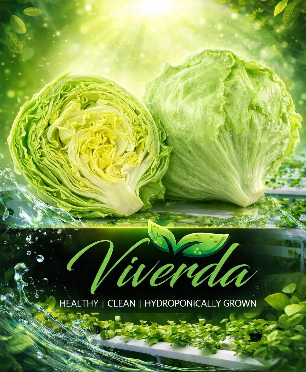 Premium Iceberg Lettuce